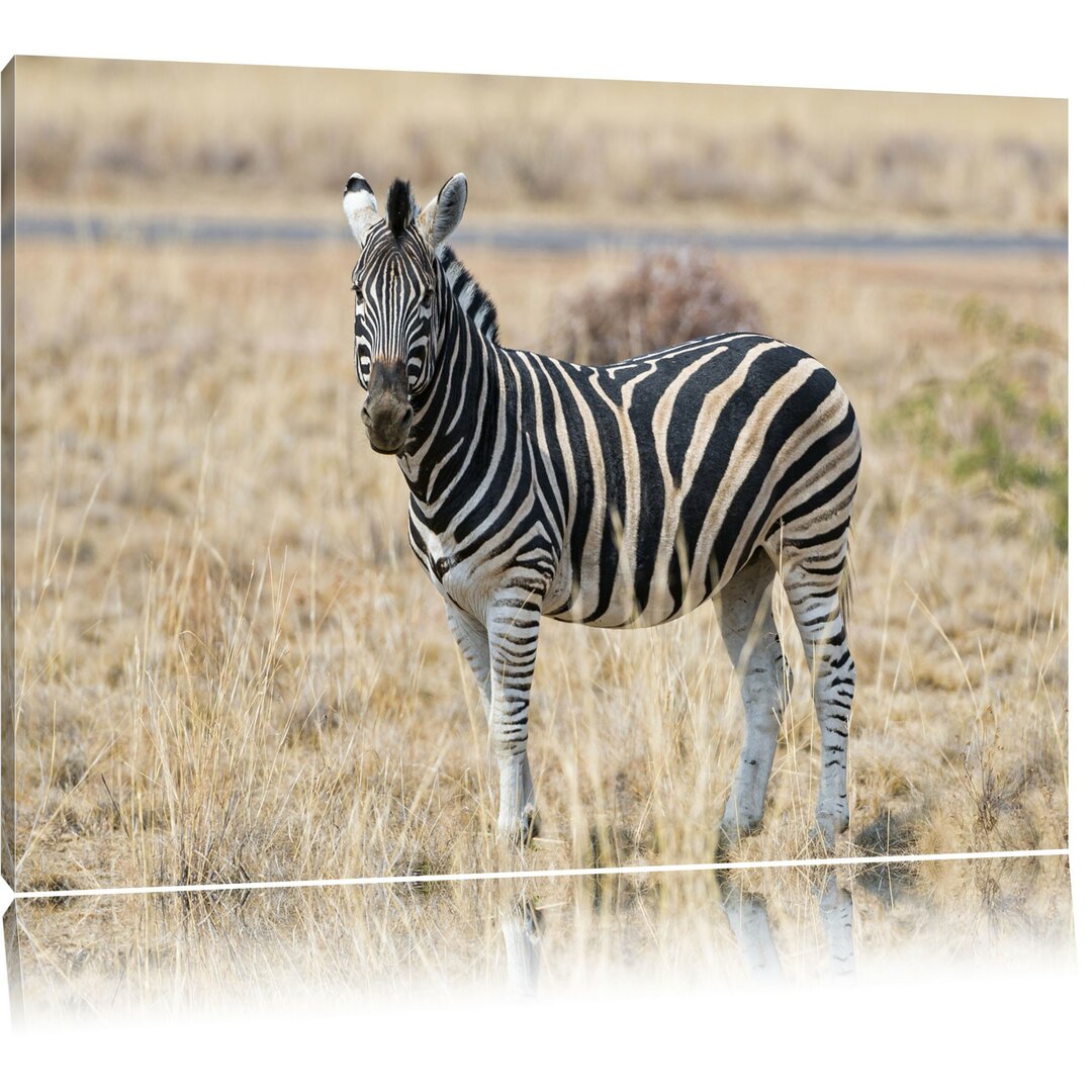 Leinwandbild Zebra im Wildgras