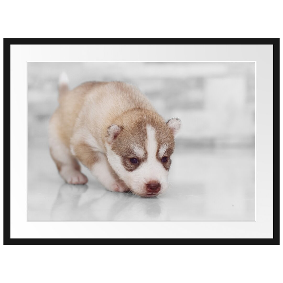 Gerahmter Fotodruck "Husky-Welpe