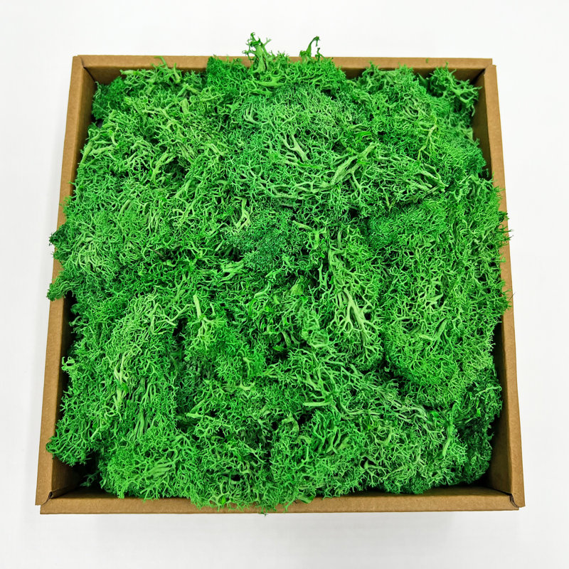 Preserved Moss for Home Décor – Green, 1.5" H x 5.5" W x 7.5" D