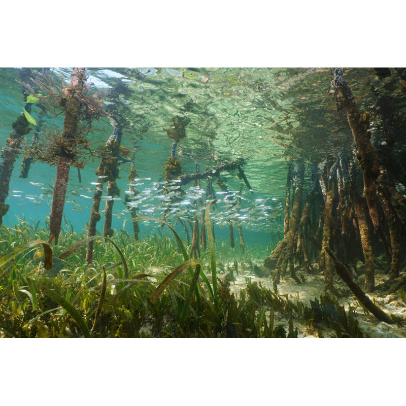 Closeup Of Fish by Damocean - Wrapped Canvas Print, 30cm H x 46cm W