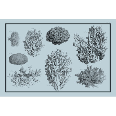 Corail égéen sur bleu II