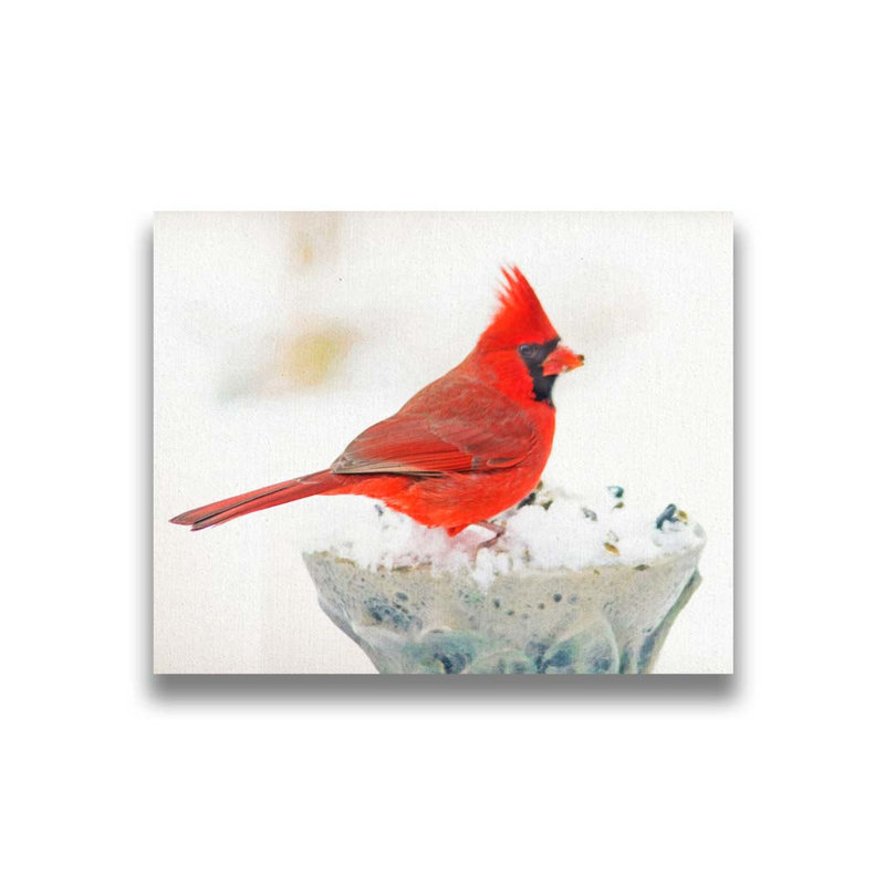 Cardinal en blanc par Hal Halli. Impression sur papier - Montée et encadrée, H 36 po x l 44 po