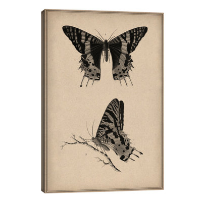 Vintage Butterfly Scientific Drawing - Print on Canvas
