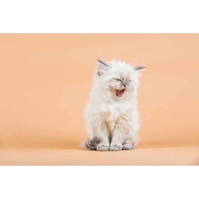 Portrait Of Siberian Kitten by Jkitan - Wrapped Canvas Print, 61cm H x 91cm W