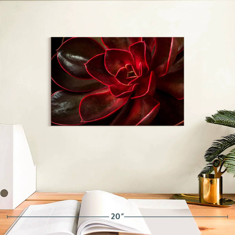 Harnek Red Echeveria Succulent, 8" H x 12" W