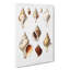 Conch Shells by Albert I - Wrapped Canvas Painting Print-55304277