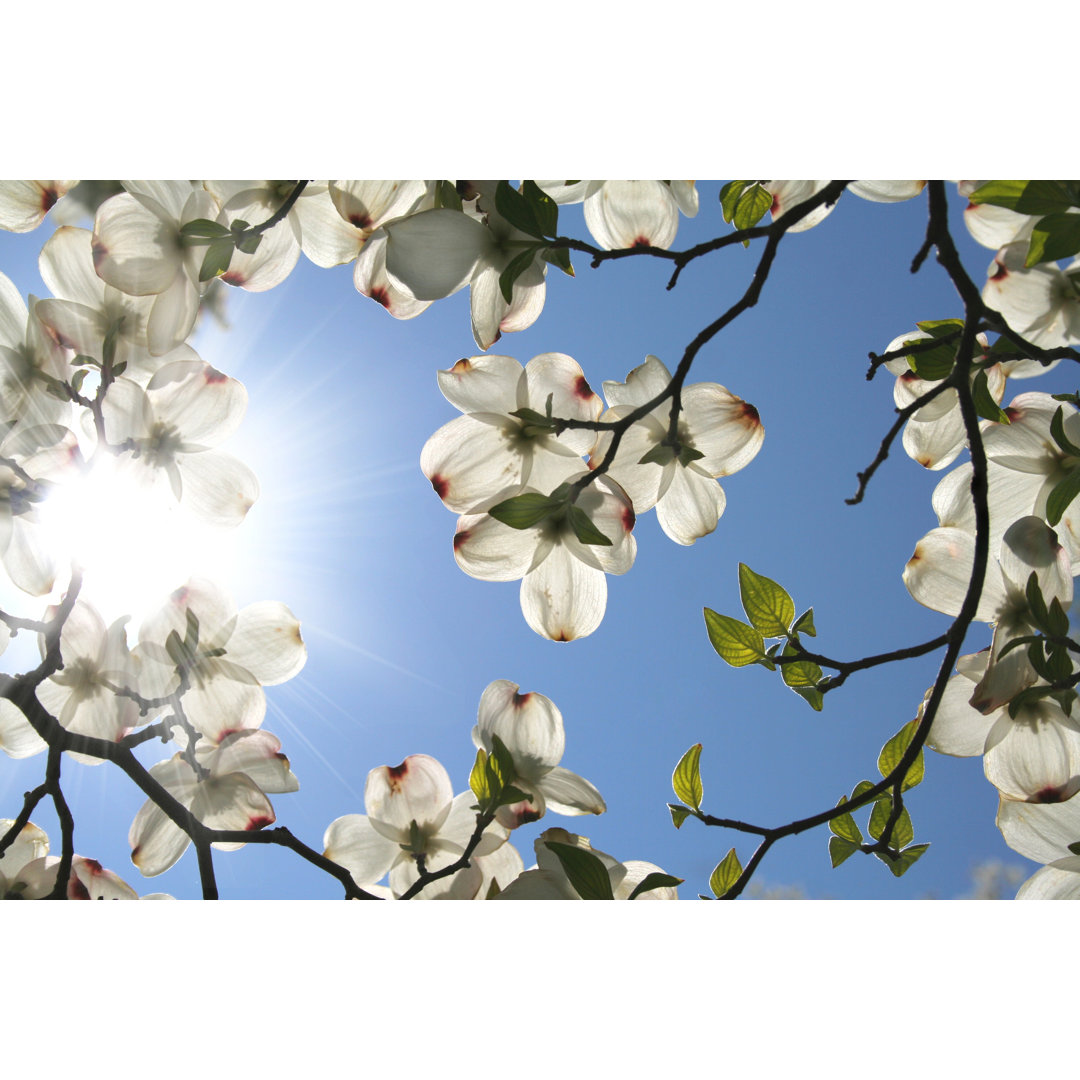 Leinwandbild White Dogwood Blooms