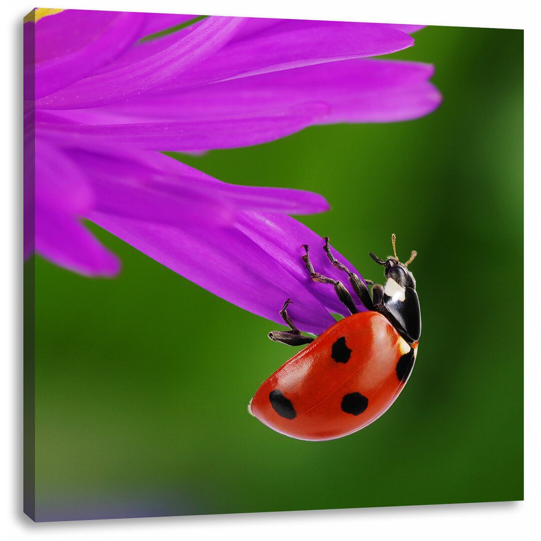 Leinwandbild Ladybird on a Gerbera