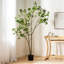 Pieris artificiel-1341383466