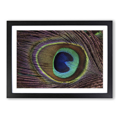 Peacock Feather Framed Photographic - Framed Print