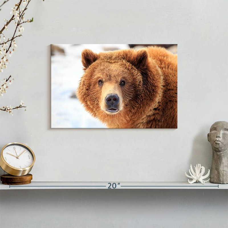 Regard d'ours grizzly, H 8 po x l 12 po