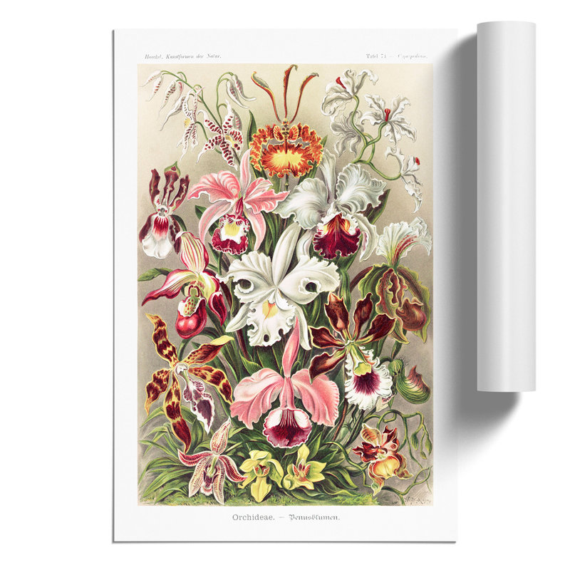 Orchids by Ernst Haeckel - Frameless Print, 59cm H x 42cm W x 0.1cm D