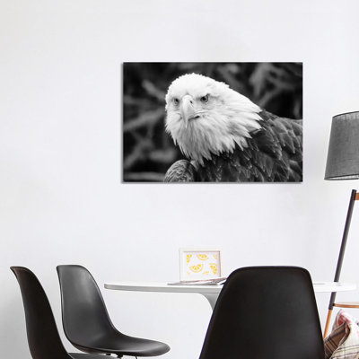 Eager Eagle by David Gardiner - Wrapped Canvas Print