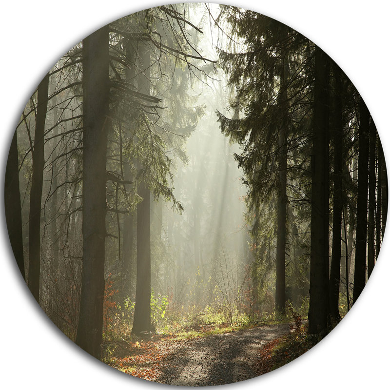 «Dark Green Forest with Sun Rays», reproduction de photo sur métal, H 23 po x l 23 po x P 1 po