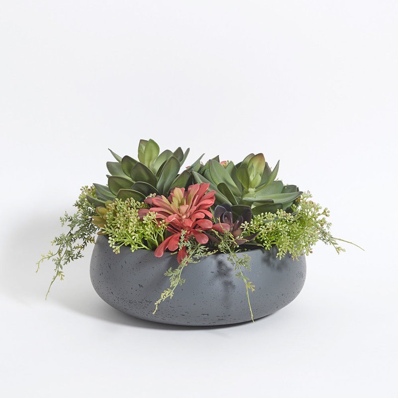 Arrangement de plantes grasses rondes 14 po PLANT, pot naturel, Gris / Noir