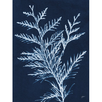 Indigo Evergreen by Julie Norkus