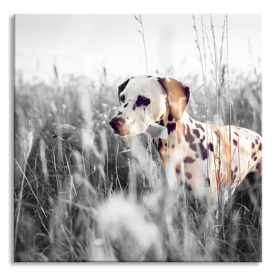 Glasbild Neugieriger Hund im Feld