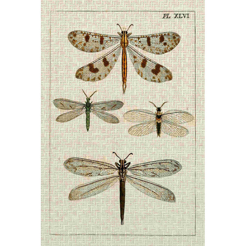 Étude de libellules I, H 18 po x l 12 po