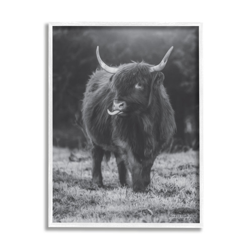 Vache Highland monochrome - photographie, H 14 po x l 11 po x P 1,5 po, Toile avec cadre blanc