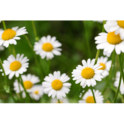 Cresco Daisy Flower in Meadow 1 Piece Wrapped Canvas Wall Art