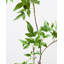 Faux Branch