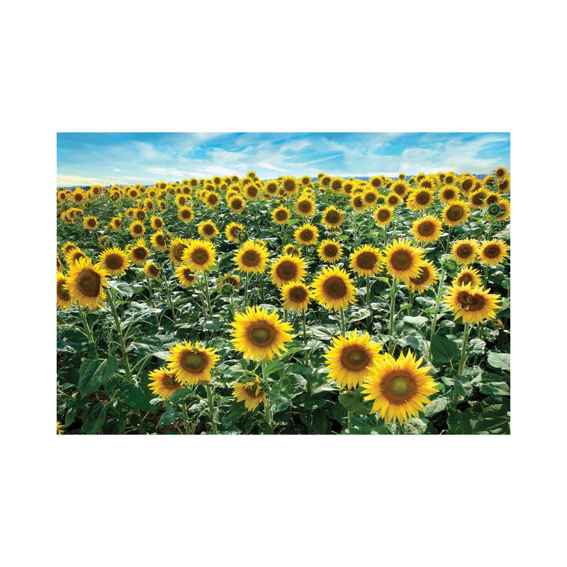Cotona Sunflowers I by Alan Blaustein - Wrapped Canvas Print, 20.32 cm H x 30.48 cm W