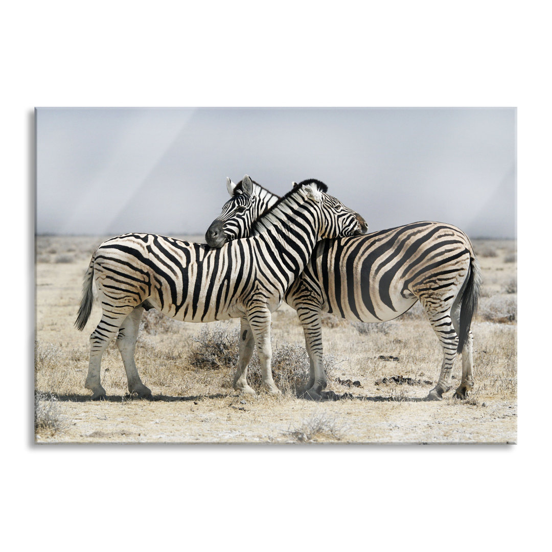 Glasbild Schmusende Zebras