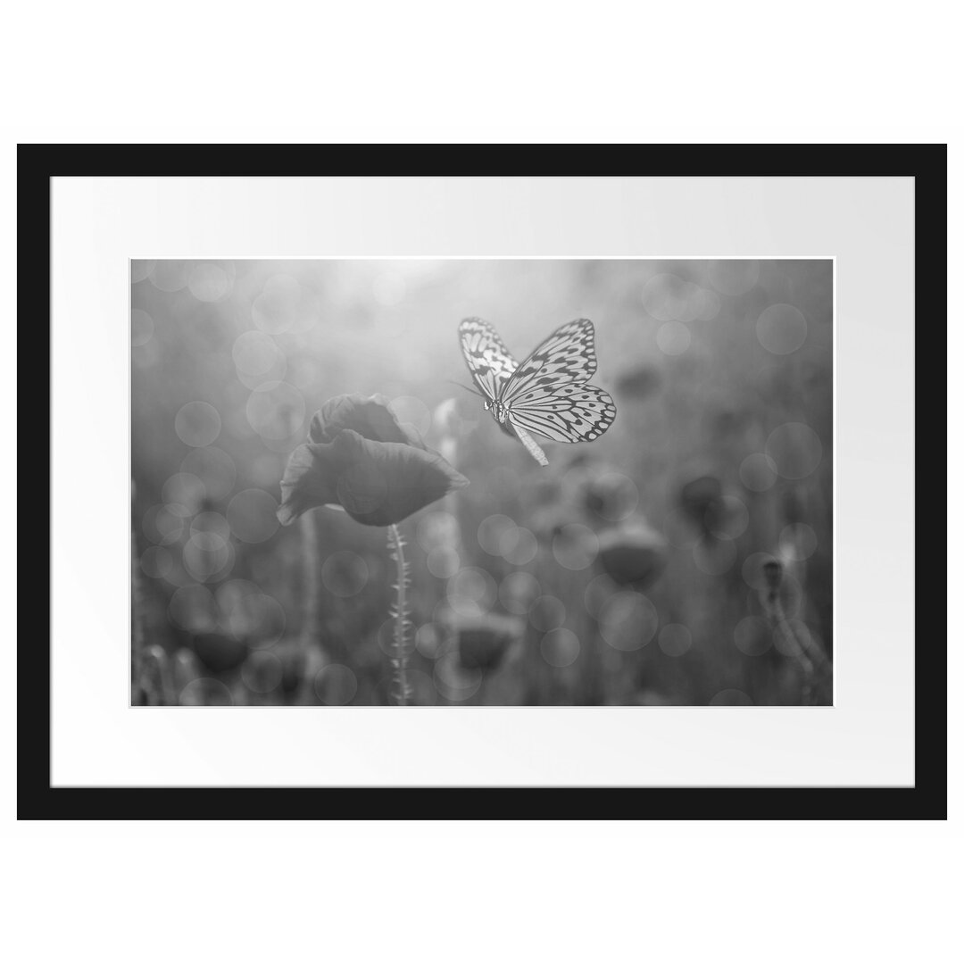 Gerahmtes Poster Mohn und Schmetterling