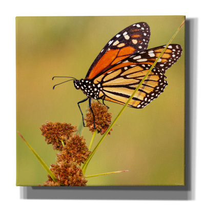 " Buffalo River 2023 08' By Gordon Semmens Canvas Wall Art, 12" X 12" " by Gordon Semmens