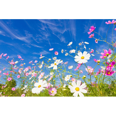" Cosmos Flower " by Kenjii-T