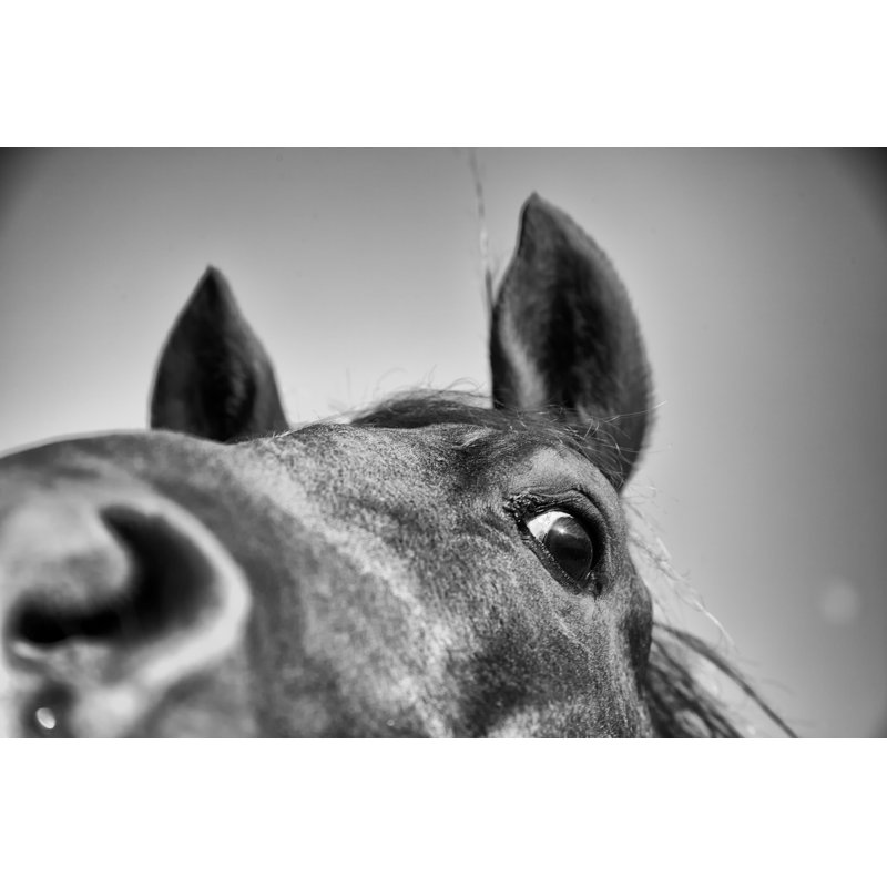Horse Head Shot by Eyeshots - Wrapped Canvas Print, 61cm H x 91cm W
