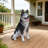 Lifelike Husky Dog Statue