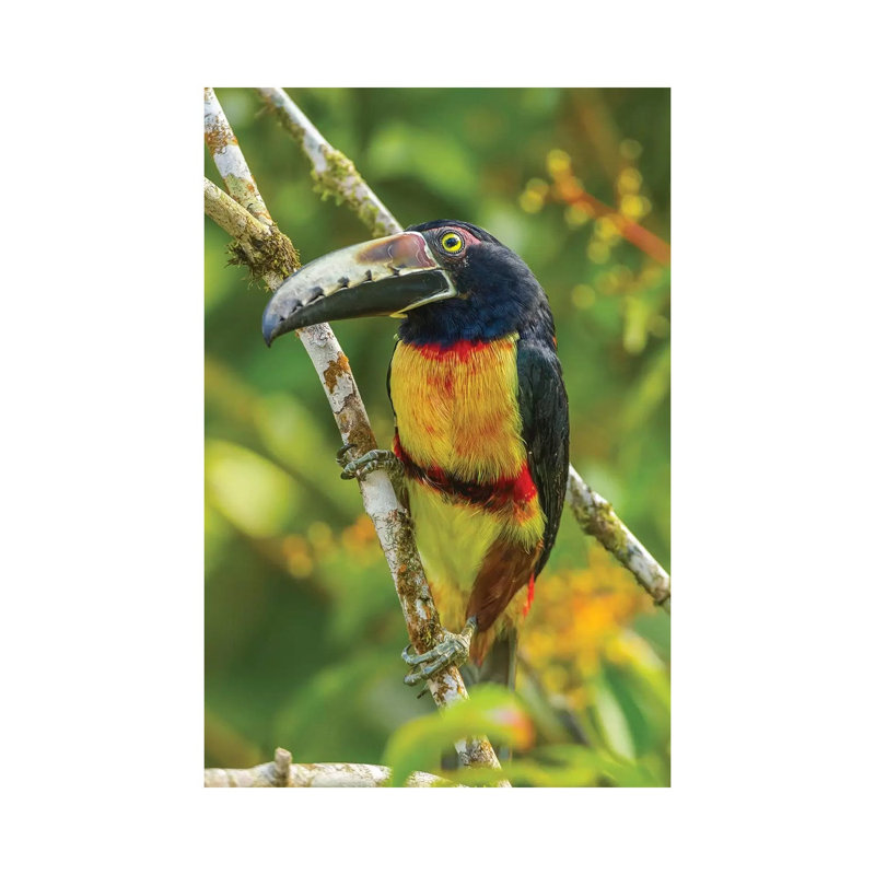 Costa Rica, La Selva Biological Research Station. Collared Aricari On Limb. by Jaynes Gallery - Wrapped Canvas Print