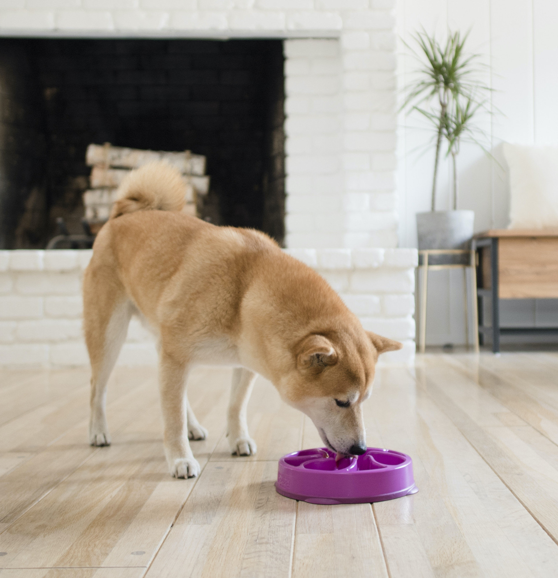 https://assets.wfcdn.com/im/81642356/compr-r85/2236/223647750/outward-hound-fun-feeder-slow-bowl-slow-feeder-dog-bowl-medium-purple.jpg