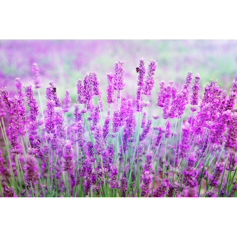 Mansi Lavender Flowers by Adisa - Wrapped Canvas Print, 30cm H x 46cm W x 3.8cm D