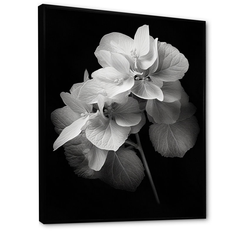 " Black White Hydrangea Blooming I ", Black Floater Framed, 44" H x 34" W x 1.5" D