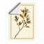 Branch Study Botanical - Framed Print-175247819-175247824