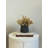 Pampas Arranged in Fiberstone Pot