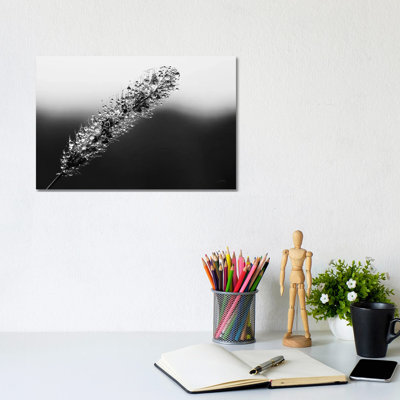 Seeds And Water II by Aledanda - Wrapped Canvas Print