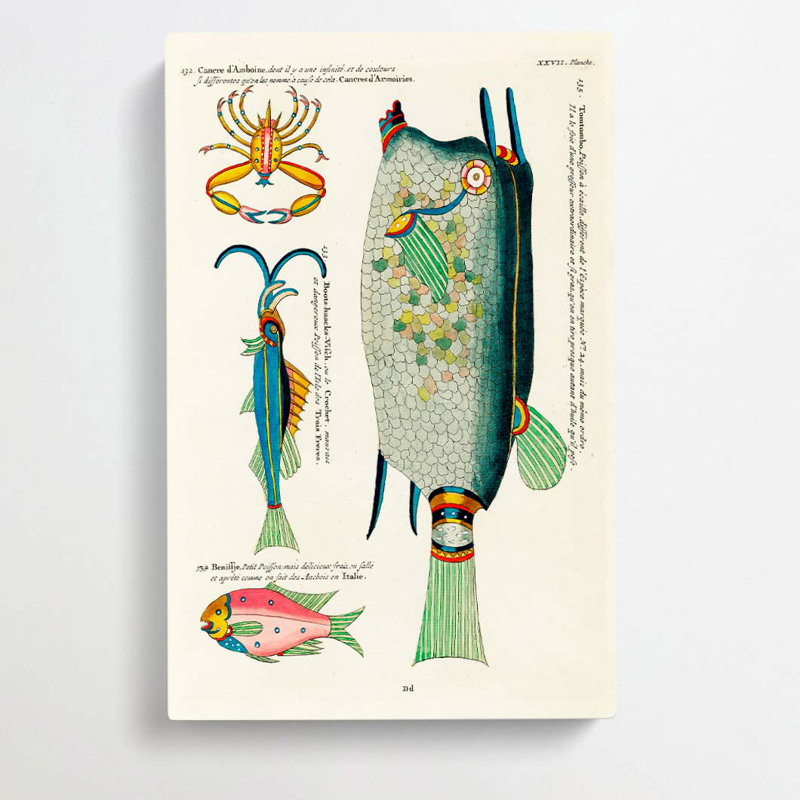 East Indies Fish & Crab Illustrations XXVII by Louis Renard - Wrapped Canvas Painting, 76cm H x 50cm W x 3cm D