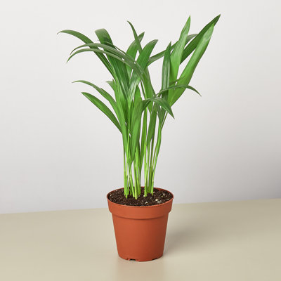House Plant Shop Live Palm Plant Low Maintenance Plant Rattan