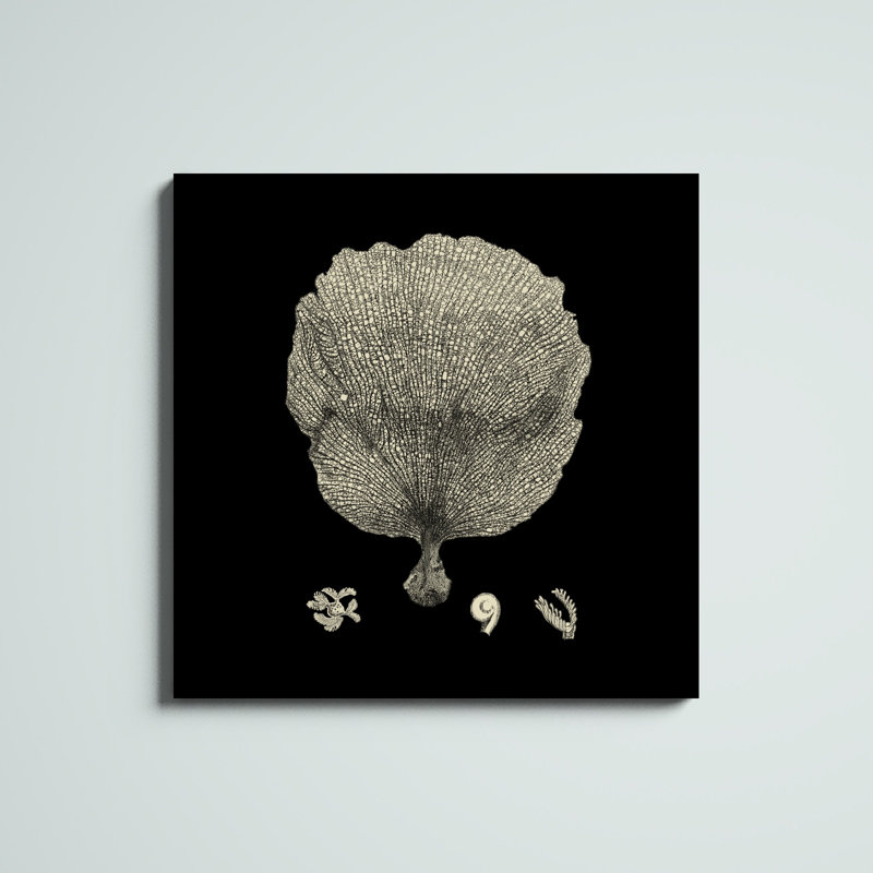 «Black and Tan Coral II» par Vision Studio, impression sur toile tendue, H 36 po x l 36 po