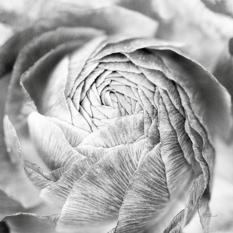 " Ranunculus Abstract II BW Light ", 36" H x 36" W  , No, Maple Single Picture Framed
