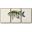 Collection de poissons tropicaux VI 3 pièces-2133593185-2133593186