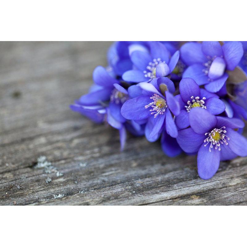 Blue Spring Flowers - Wrapped Canvas Print, 61cm H x 91cm W