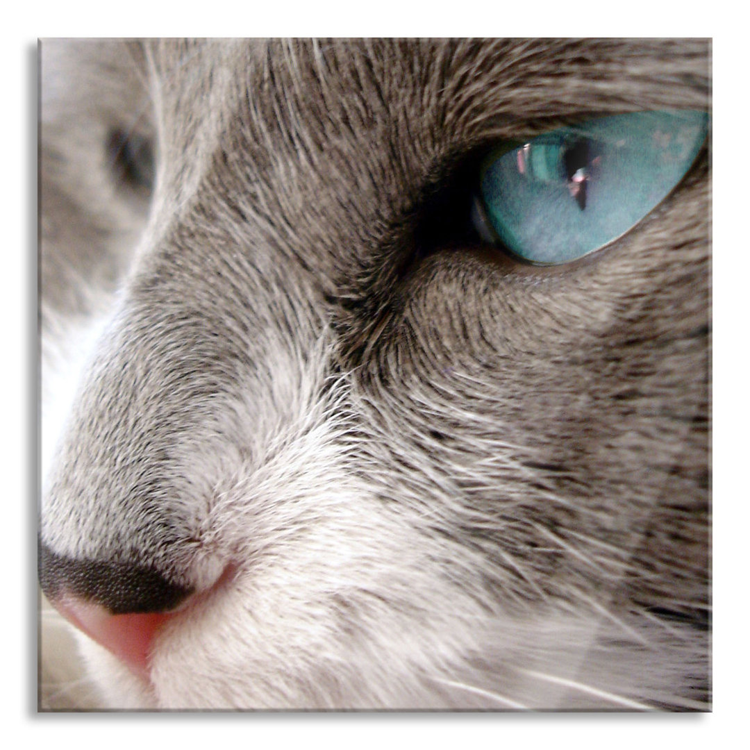 Glasbild Katze mit Blauen Augen