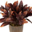 9 plantes