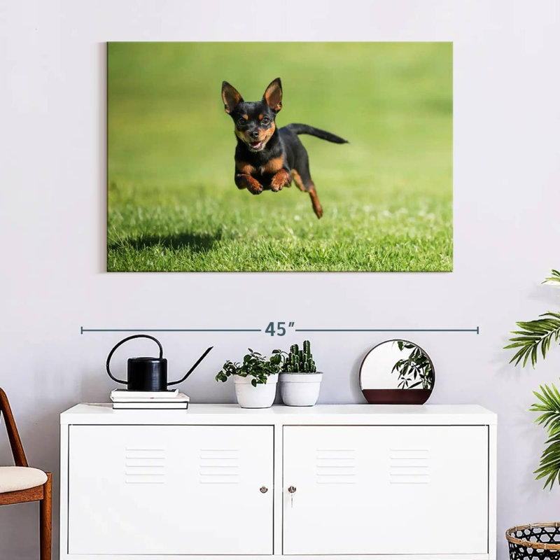 Brampt Sprinting Chihuahua, 26" H x 39" W
