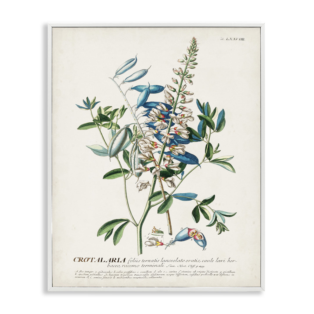 'Botanical Plant Illustration Flowers and Leaves Vintage' Graphic Art Print Gracie Oaks Frame 