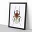 Cacique Beetle by George Shaw - Framed Print-55621439-55621438
